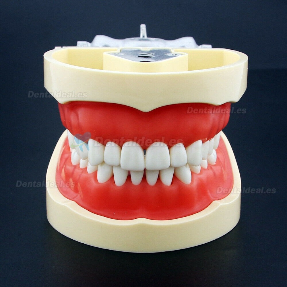 Resin Simulation Tooth Grain Dental Model For Dentist Exam Preparation Teaching